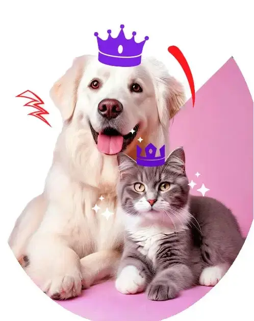 Dieta  barf para perros Dogsy