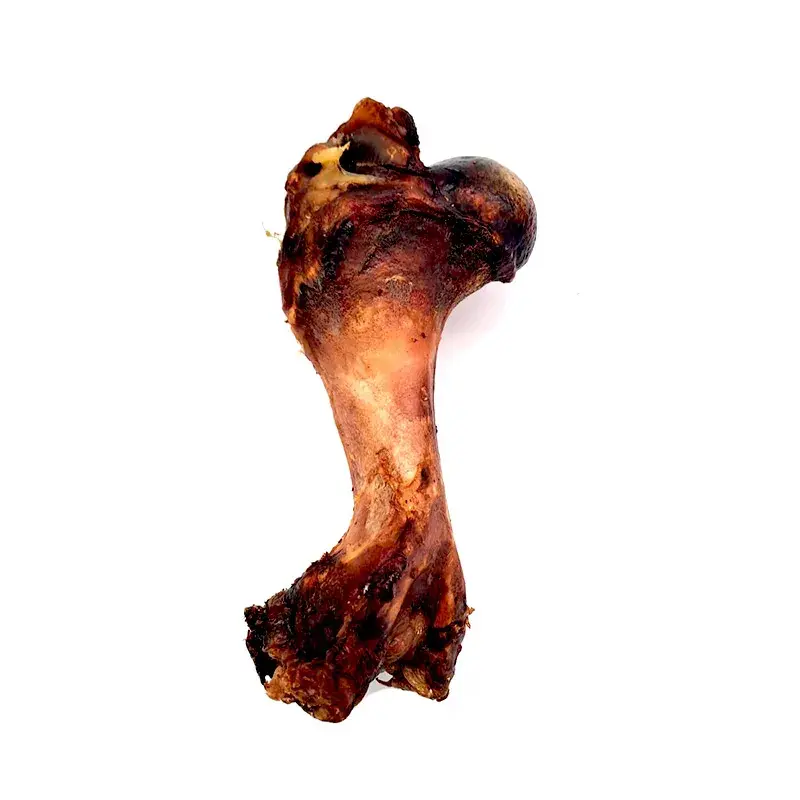 hueso-deshidratado-femur-2 (1).webp