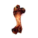 hueso-deshidratado-femur-2 (1).webp