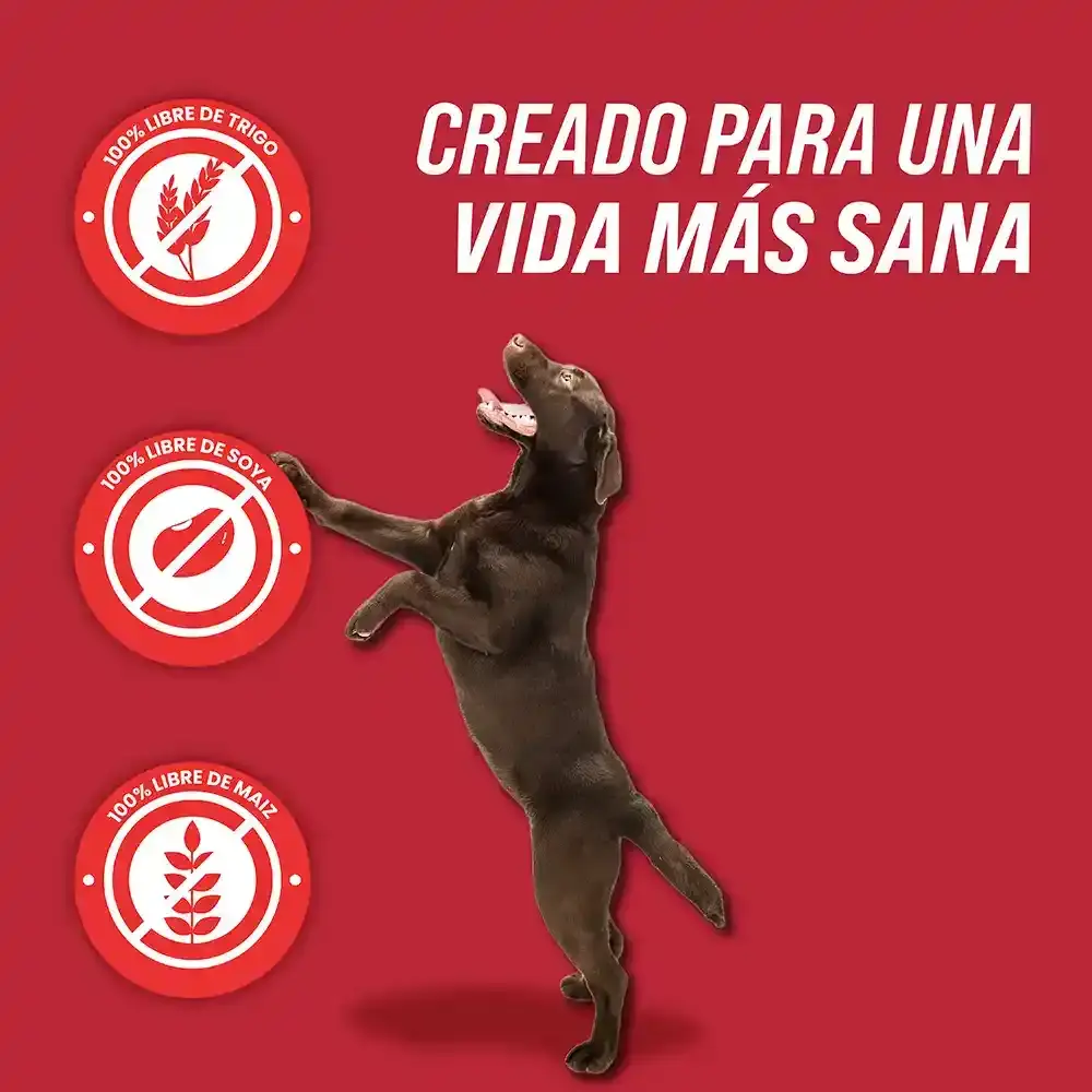 comida_para_perros_dogsy_res_03_11zon.webp